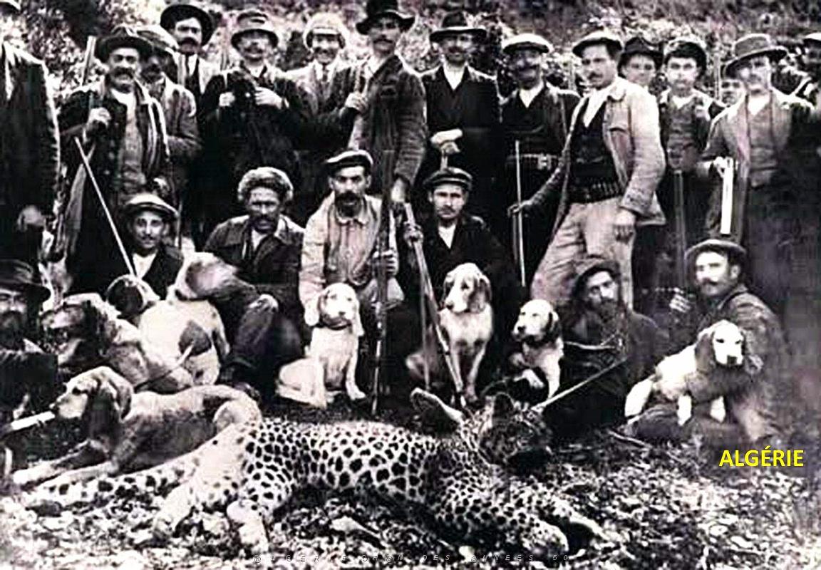 Algerie - Panthere.jpg